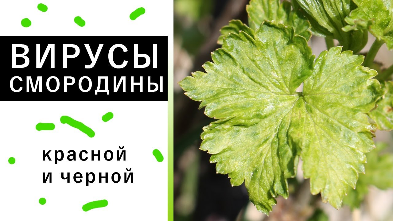 ВИРУСЫ СМОРОДИНЫ: симптомы, пути передачи, вредоносность, профилактика