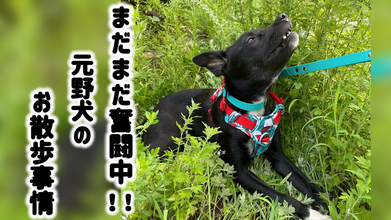 【6話】まだまだ奮闘中‼︎元野犬のお散歩事情