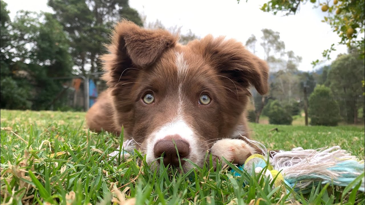 Border Collie Echo 14-16 weeks. Puppy doing tricks 🐶❤️