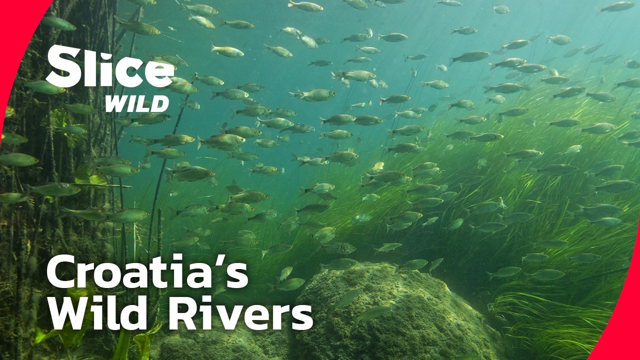 Life Along Croatia’s Wild Rivers | SLICE WILD