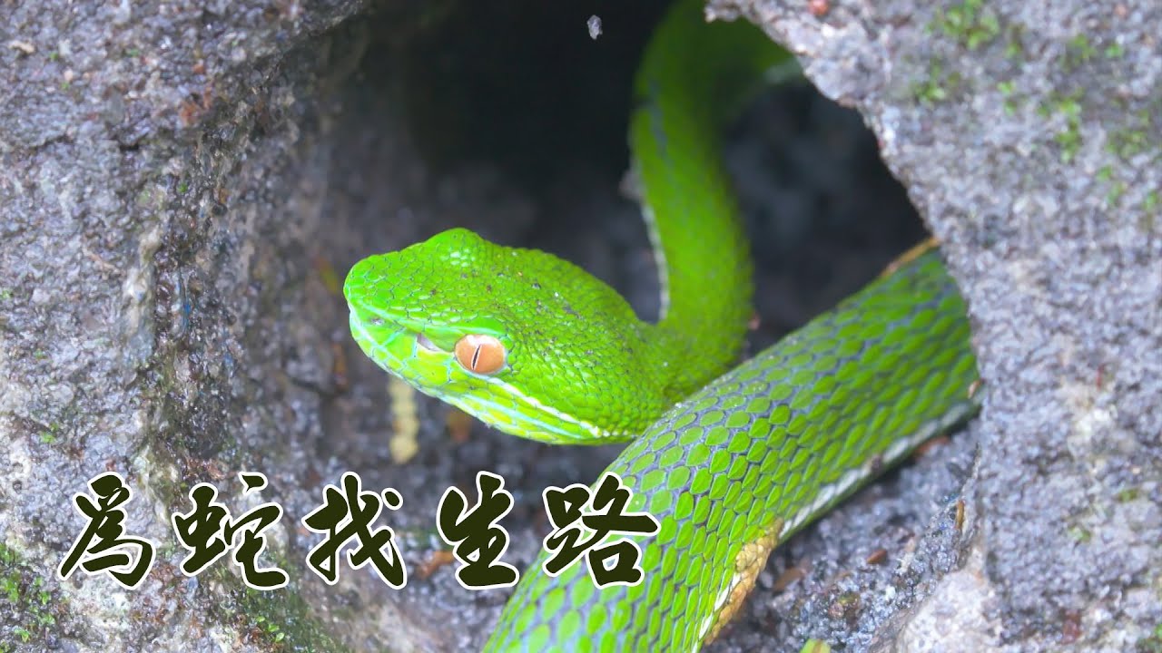【野生動物】為蛇找生路｜友善耕作保護蛇類生存環境(我們的島 第1062集 2020-07-06)