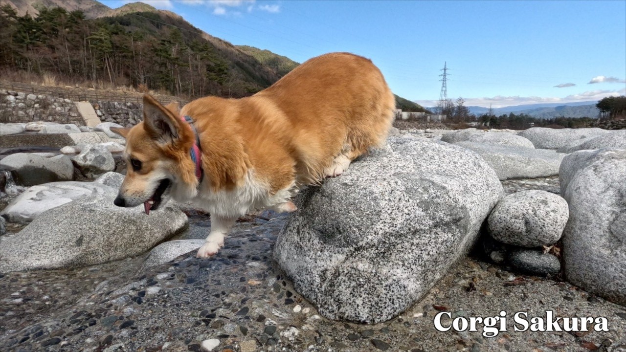 早春の川辺を楽しんだコーギー / My corgi enjoyed the riverside in early spring.