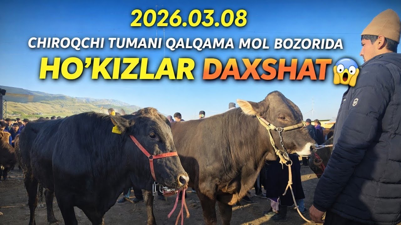 8 марта 2026 CHIROQCHI TUMANI QALQAMA MOL BOZORI NARX NAVOLAR 