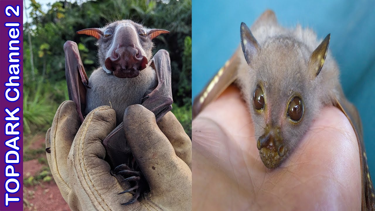 10 Murcielagos mas fascinantes del mundo