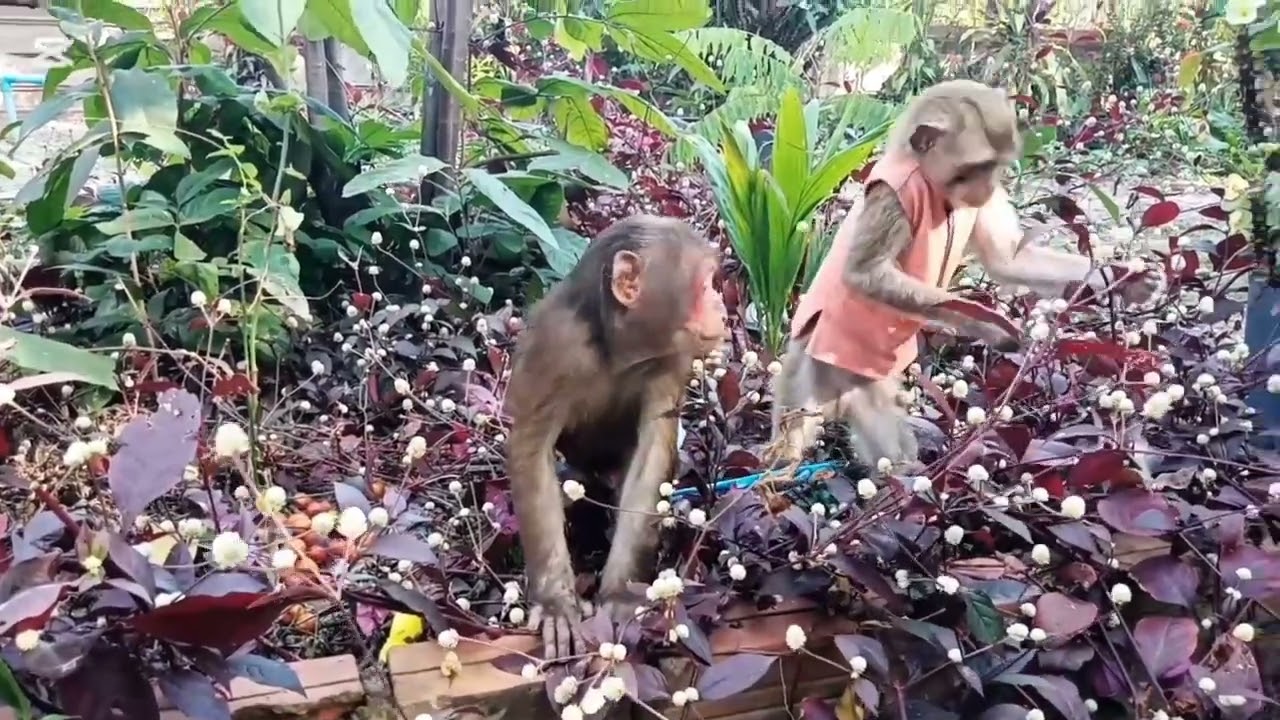 You Won't Believe What This Monkey Did! #monkeyvideo #monkeylove #monkeychallenge #babymonkey