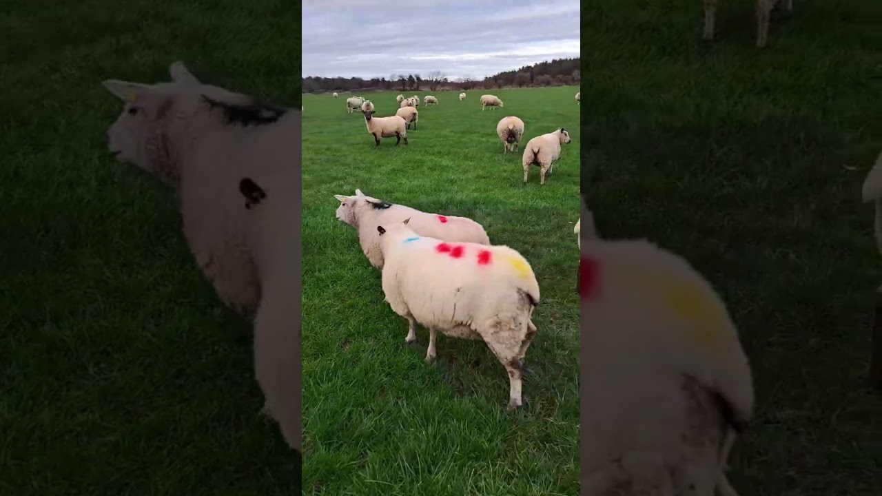 Bringing home the early ewes 