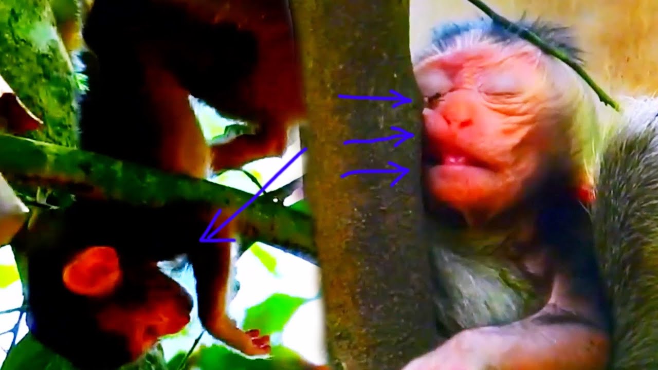 Heartbreaking Moment! Baby Monkey Rejected by Mom 😢🐒 Saving the Poor Newborn!