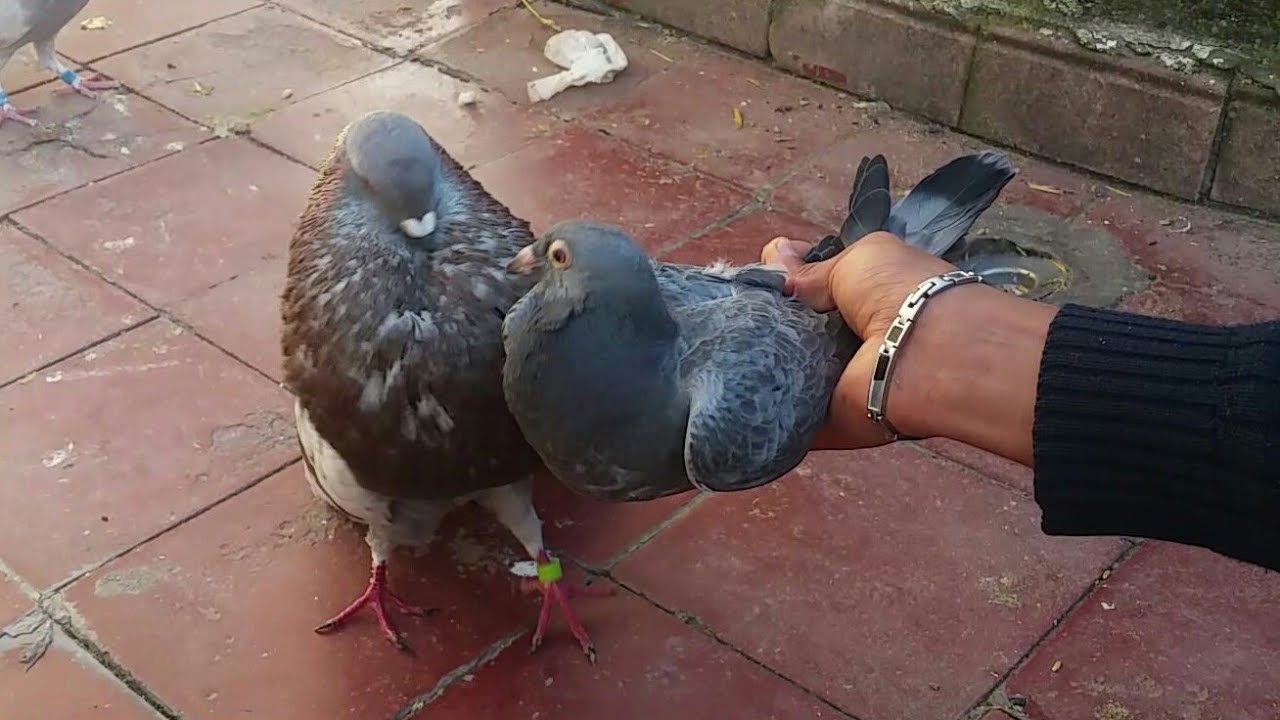 زيارة عند أسامة+ الحمام النفاخ
