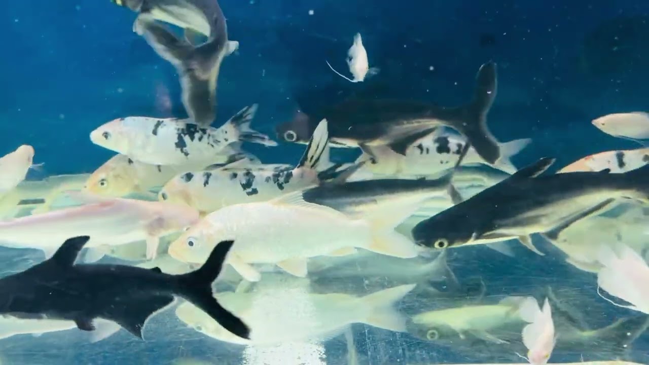 New fish stock available baba fish aquarium kota#youtube #aquariumfishmarket #kota