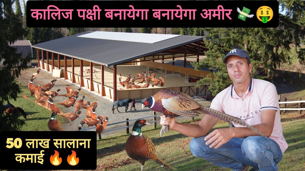 50 लाख सालाना कमाई || Ring Neck Pheasant Farm || किसान बनेगे अमीर || Hello Kisaan