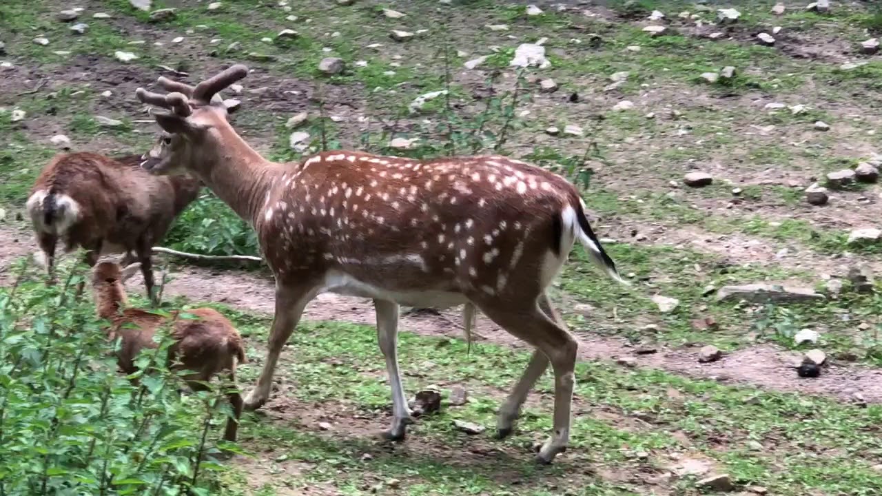 Wildpark Brudergrund in Erbach Odenwald Video 3