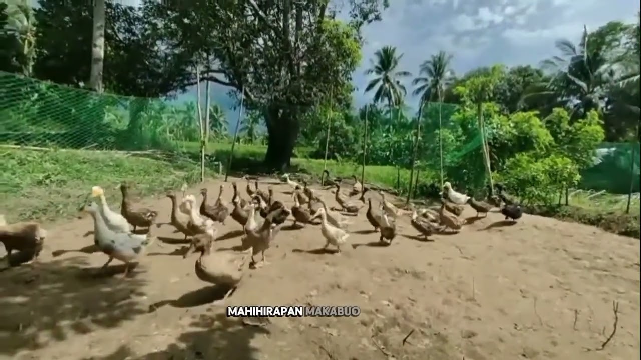 Pagaalaga ng Itik Paano Mag-umpisa? 