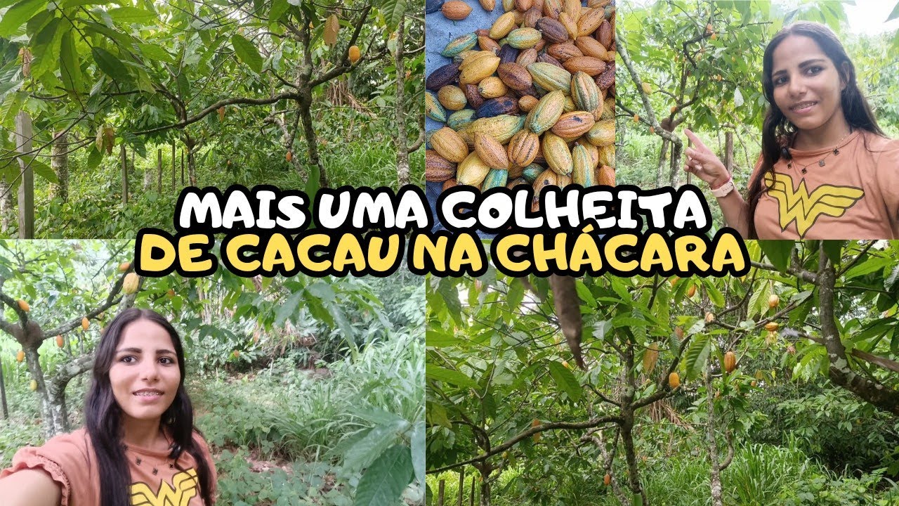 FAZENDO MAIS UMA COLHEITA DE CACAU NA NOSSA CHÁCARA NOSSA DEU MUITO CACAU ❤️🥰