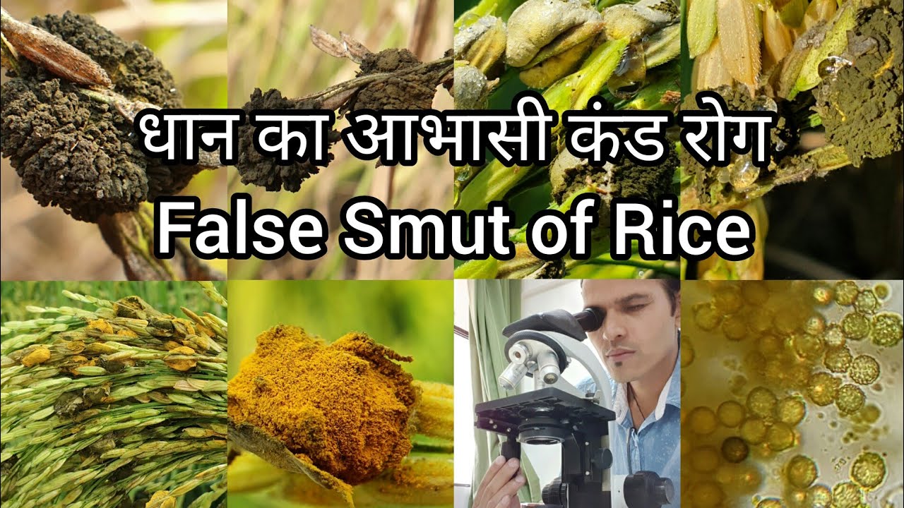 False Smut of Rice |धान का आभासी कंड रोग |Rice Disease Control |Dr. Bhupendra S. Kharayat