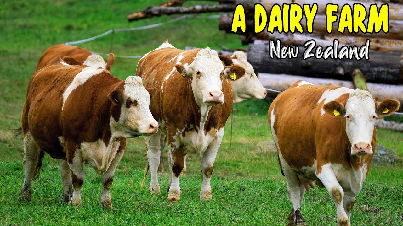 Explore the BEAUTIFUL New Zealand Dairy Farm in 4K