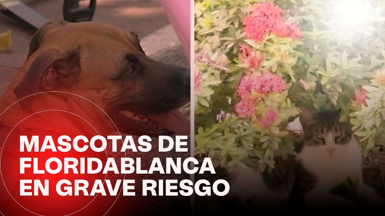 Envenenamiento masivo de mascotas preocupa a habitantes de un barrio en Floridablanca, Santander