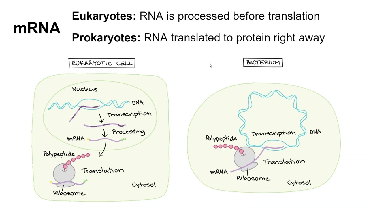 5 3 Transcription and Translation