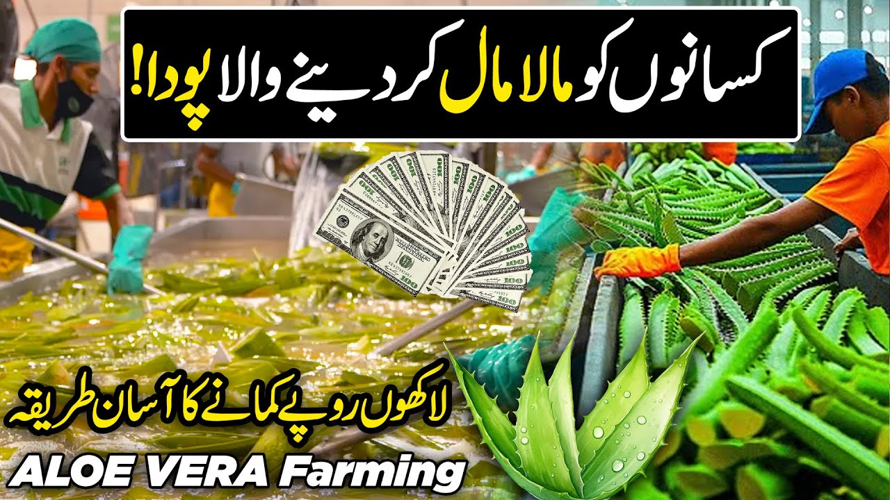 Modern ALOE VERA Farming in Pakistan | New Million Dollar Medicinal Crop | Kissan Ka Pakistan