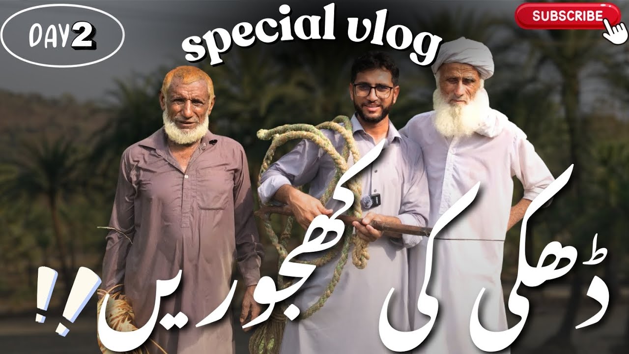  Harvesting Dhakki Dates Part 2| کھجور کے درخت پر چڑھنے کا طریقہ | ڈھکی کھجور کی کٹائی  #information