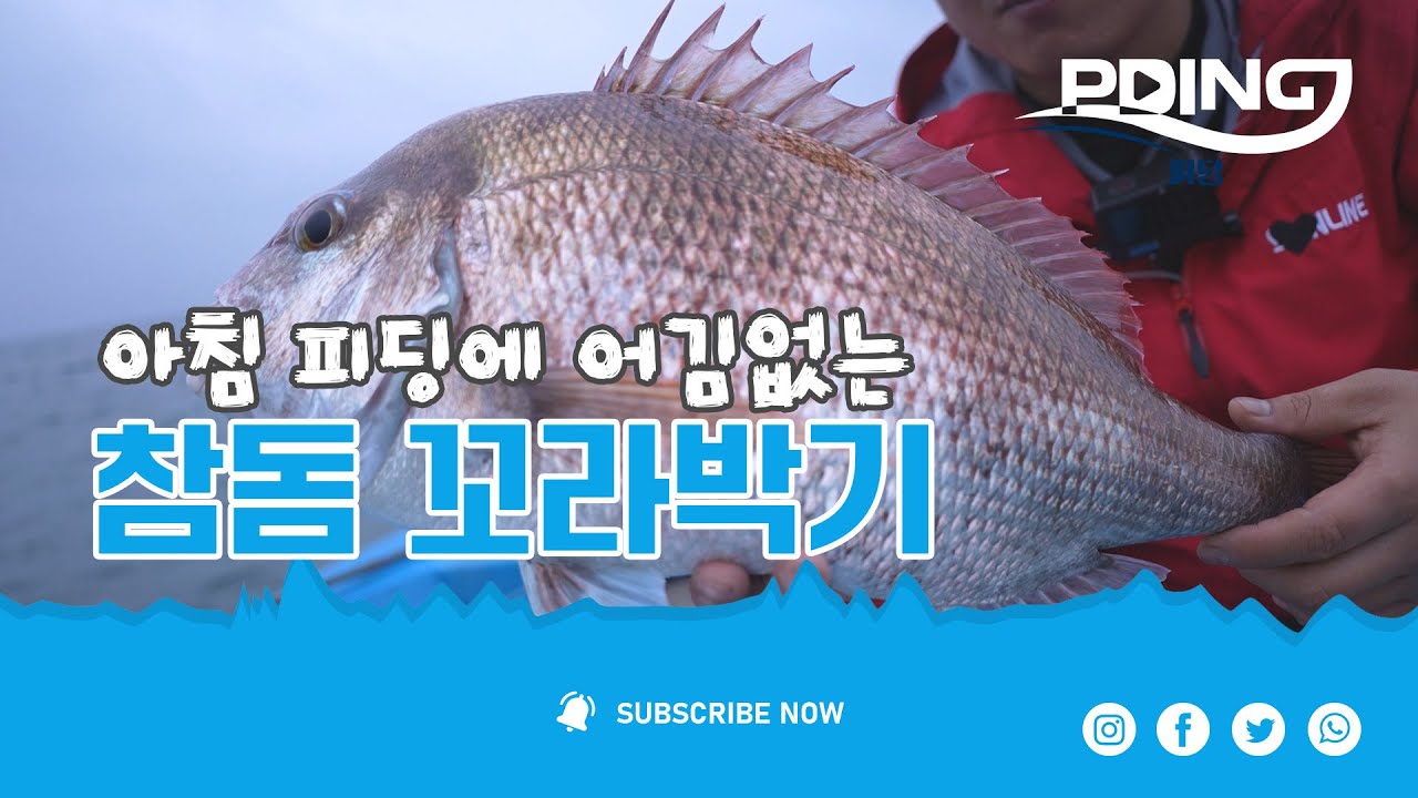 대물 참돔을 노리는 꼬라박기
