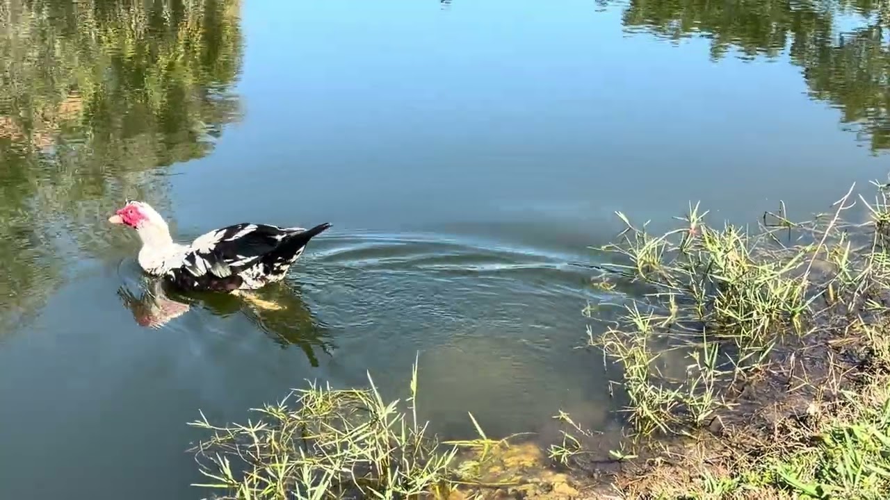 Pato comiendo #aves #wildlife #animals