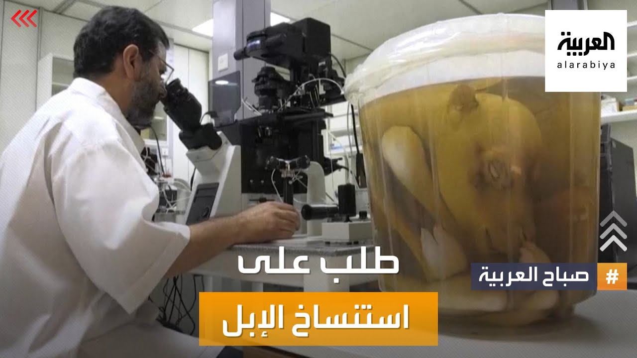 صباح العربية | الاستنساخ للإبل المميزة في الإمارات
