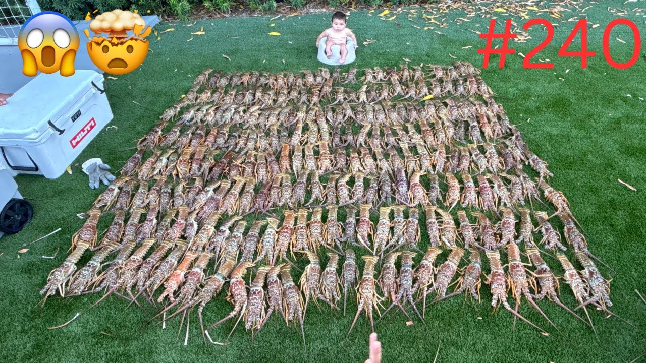 Lobster INFESTED 2025 MINI SEASON (240 Total )Seaweed Channel 7 News Interview .