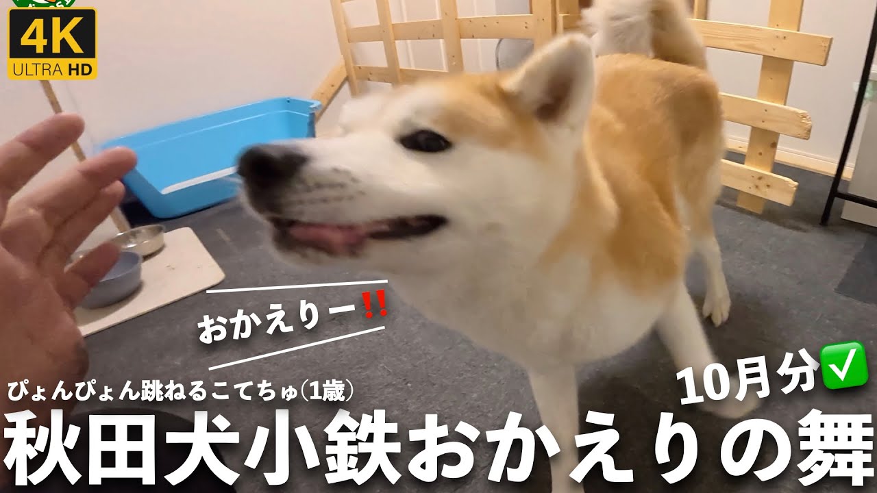秋田犬こてちゅおかえりの舞詰め合わせ10月分