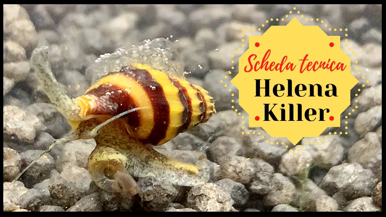 HELENA KILLER: la lumaca assassina! 🐌 Scheda tecnica