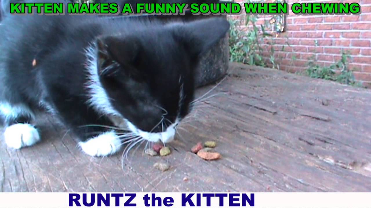 Runtz the Kitten ~ makes a funny sound when chewing