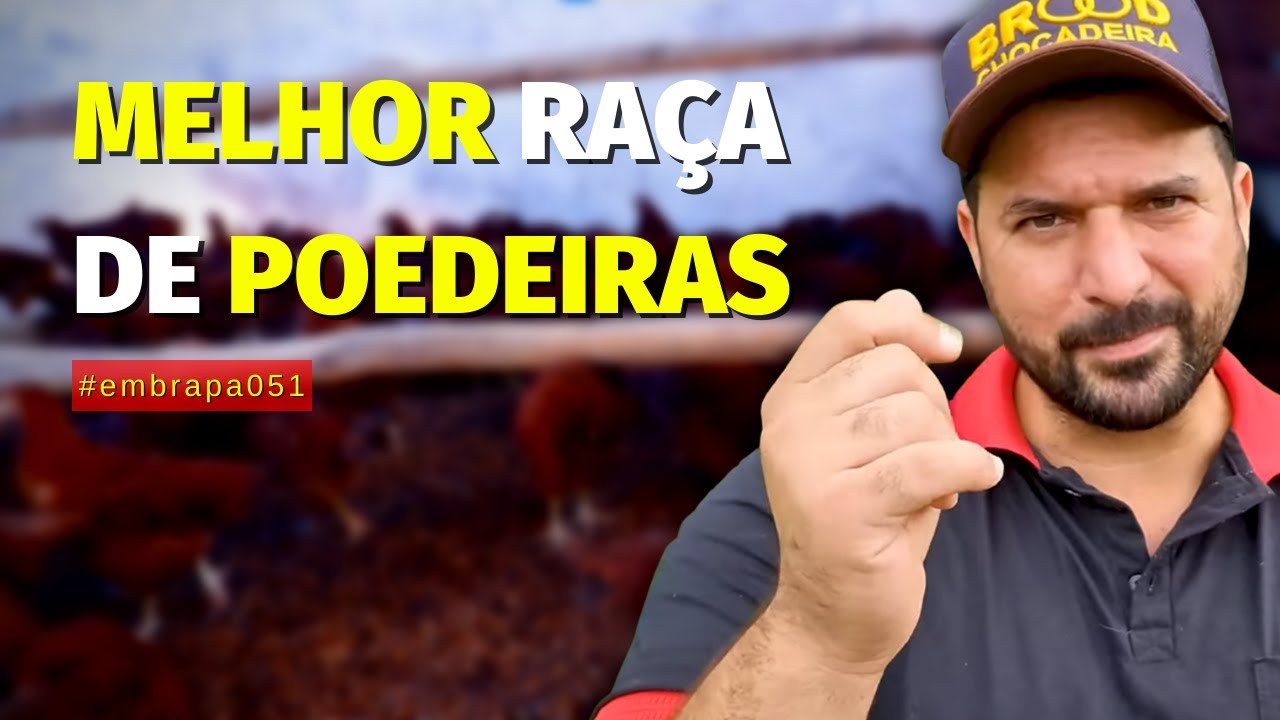 Quantos ovos EMBRAPA 051 bota por mês?