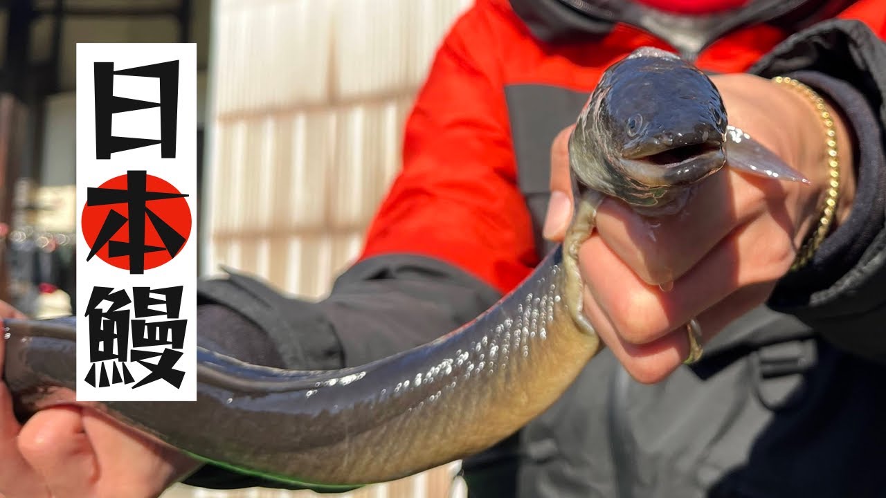 【奇跡】釣り納めに漁港にカサゴ釣りにいったら、日本鰻が釣れました！！和歌山漁港