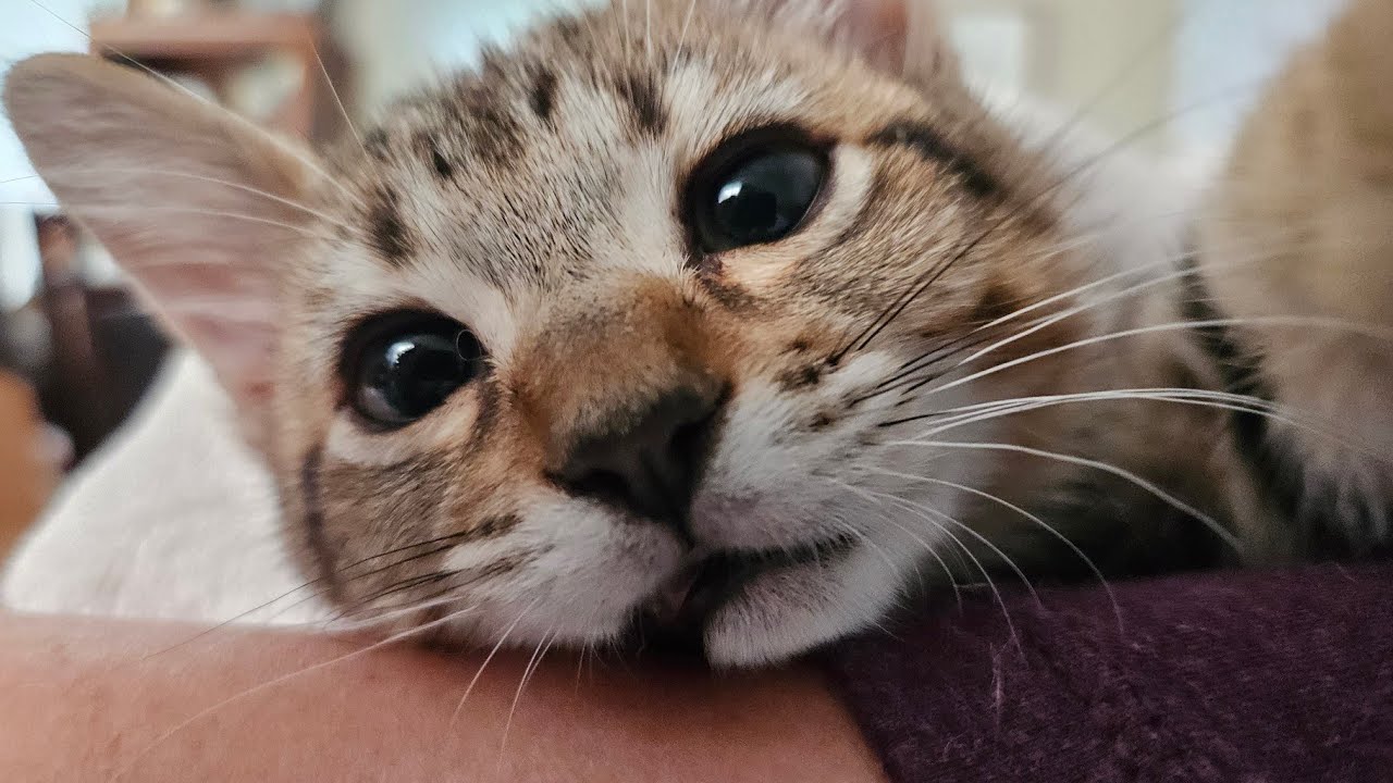 Picking Up Kittens After Surgeries (Cold And Barely Responsive)🥺