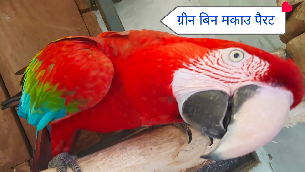 #birds parrot ashok yadav 