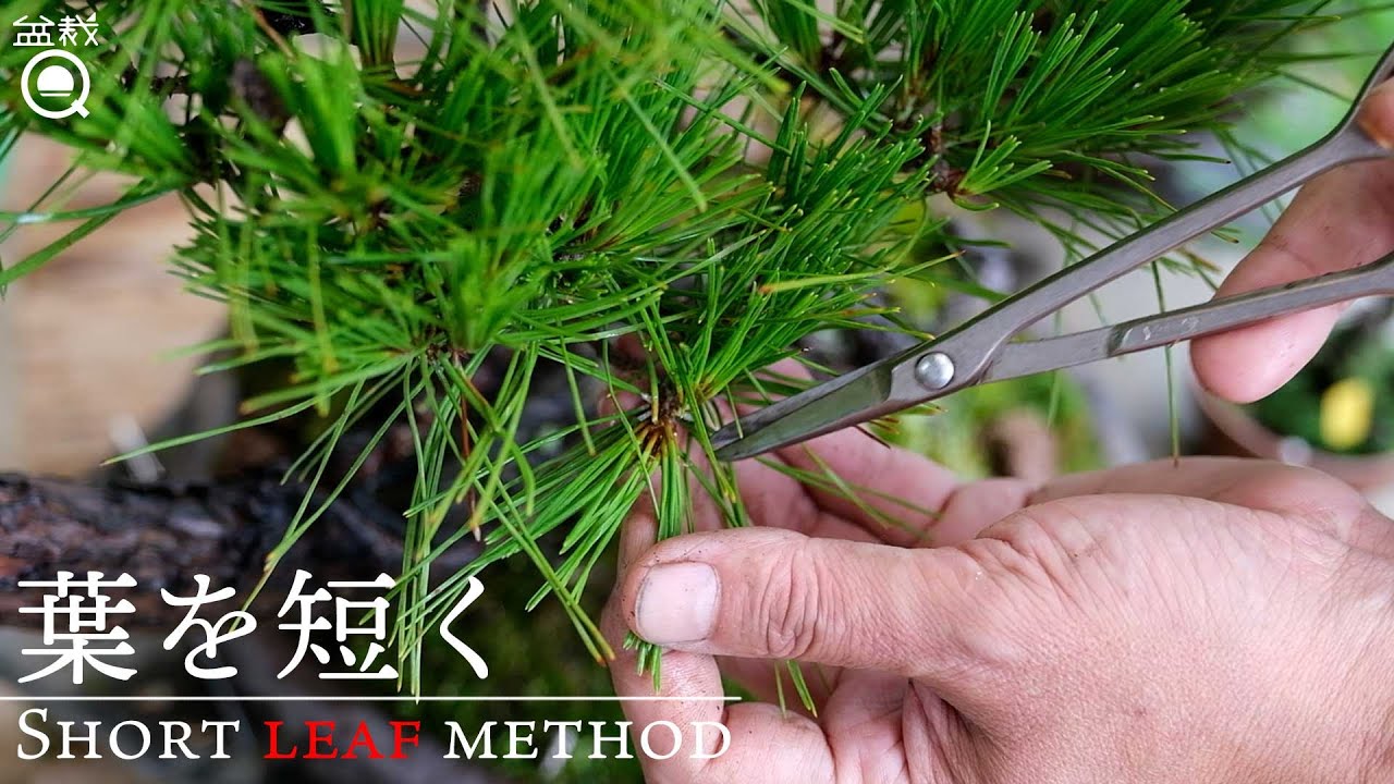 【赤松 黒松】芽切りを徹底解説！昼間先生の芽切り講座【盆栽Q】