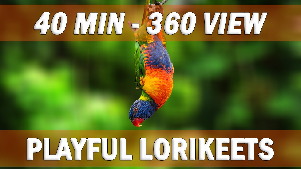 PARROT COMPANION SERIES | 40 Minutes of Lorikeets Playing | TV For Parrots