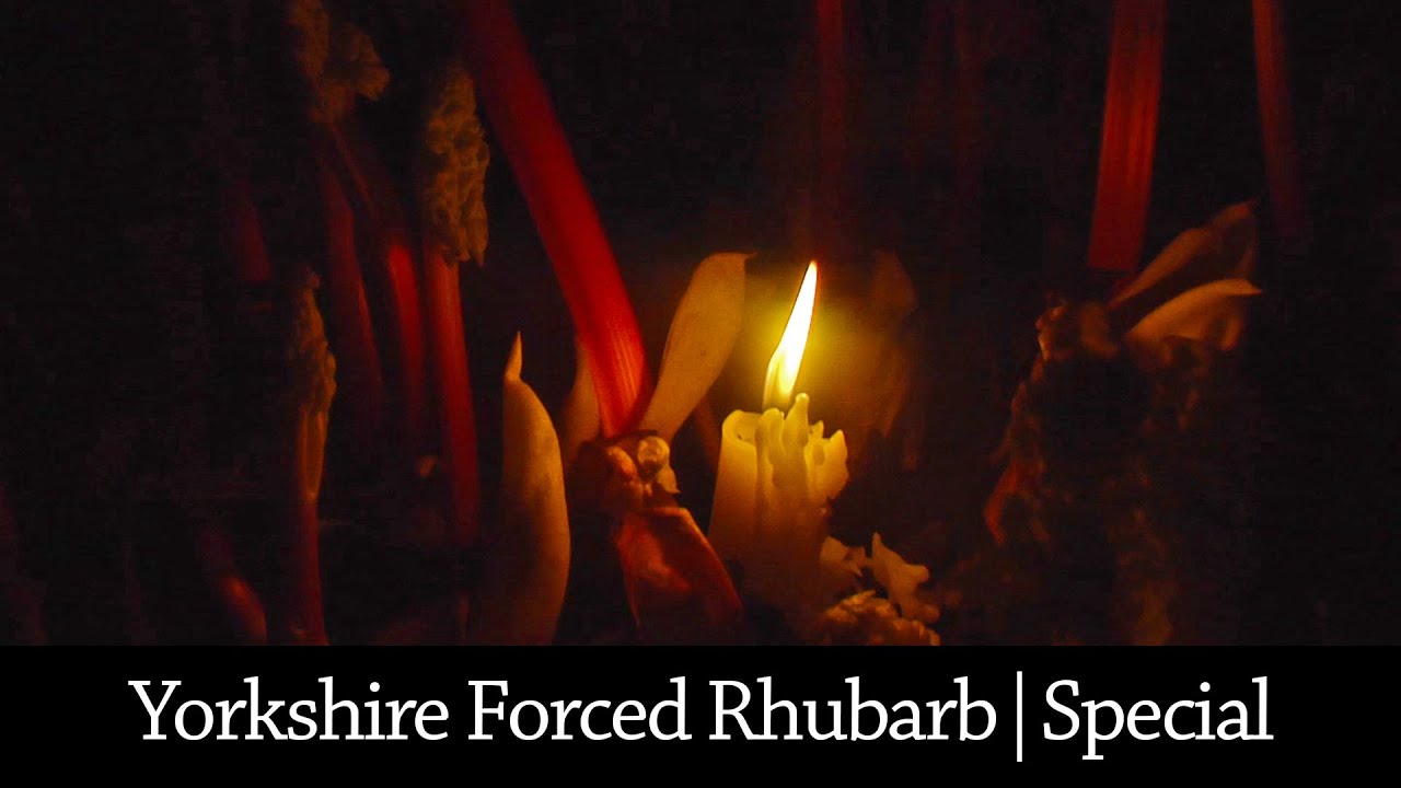Yorkshire Forced Rhubarb | Special