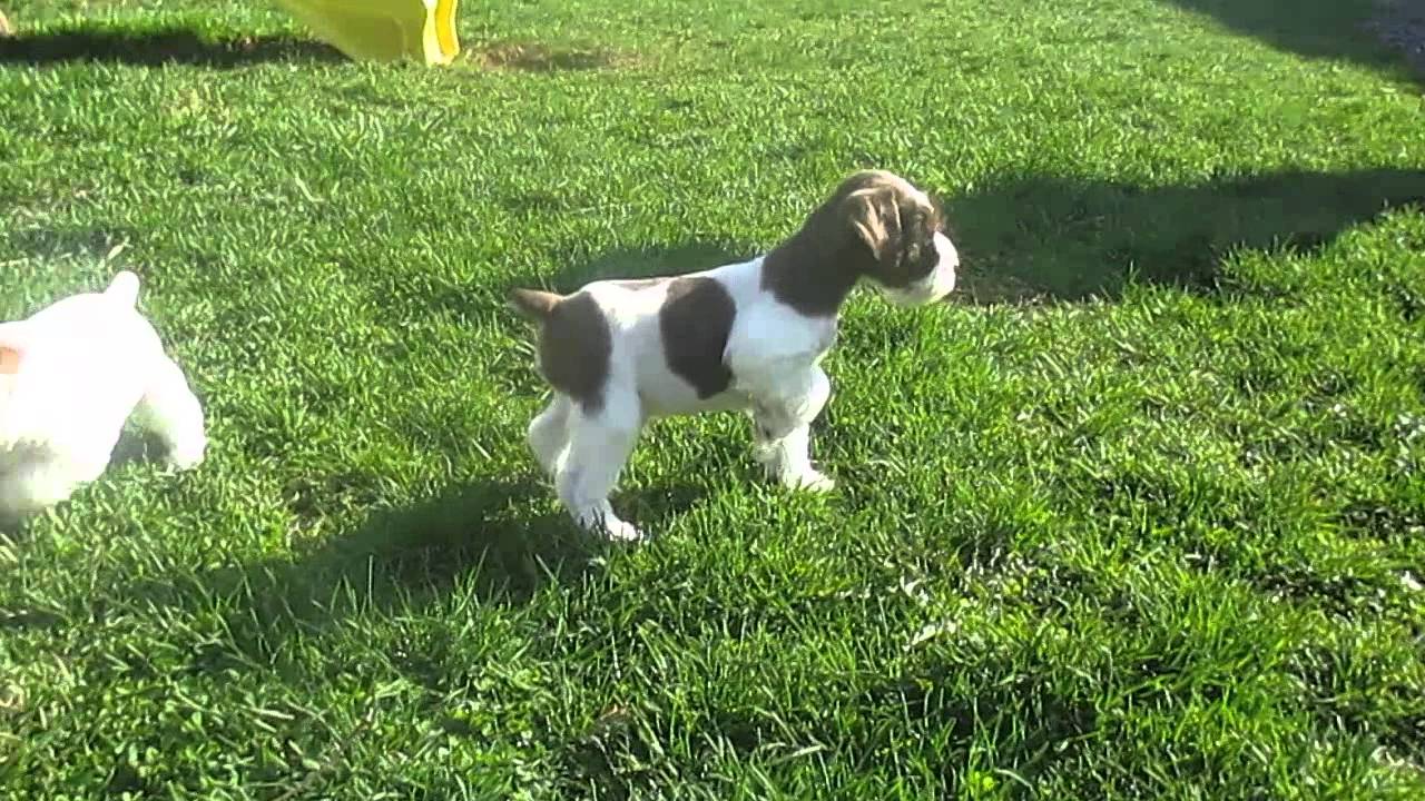 Miniature Schnauzer puppies for sale in Pa.