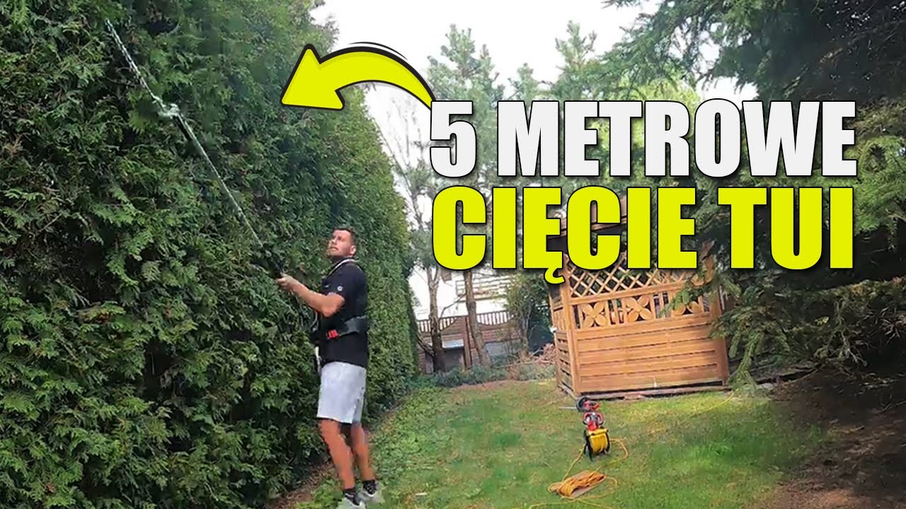 PRZYCINANIE WYSOKICH DRZEW. Cięcie 5 metrowych tui. Żywopłot z tui.