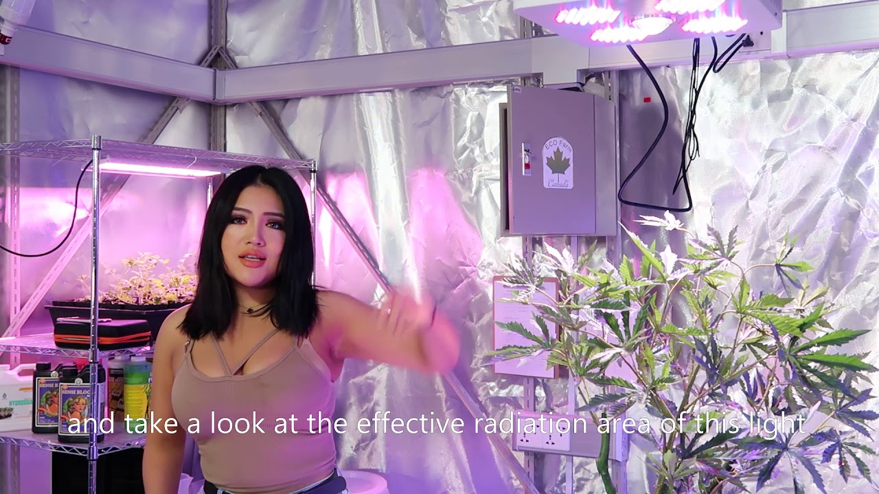 ECO FARM 800W CREE COB LED GROW LIGHT TESTING, Part 3
