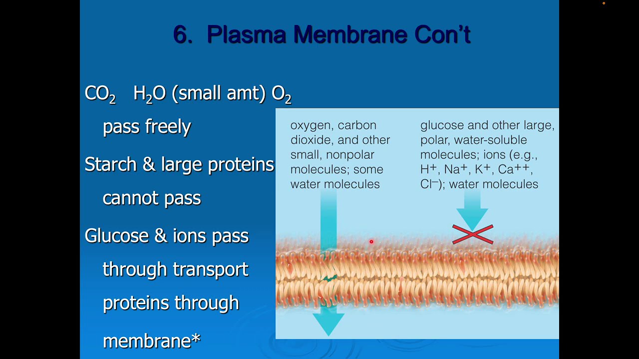 Cell Structures, Diffusion,Osmosis, Tonicity, Cell transport
