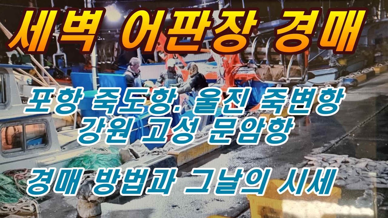 #경매시세 #죽도항 #죽변항 #문암항 세벽 경매 방범과 삶의 현장