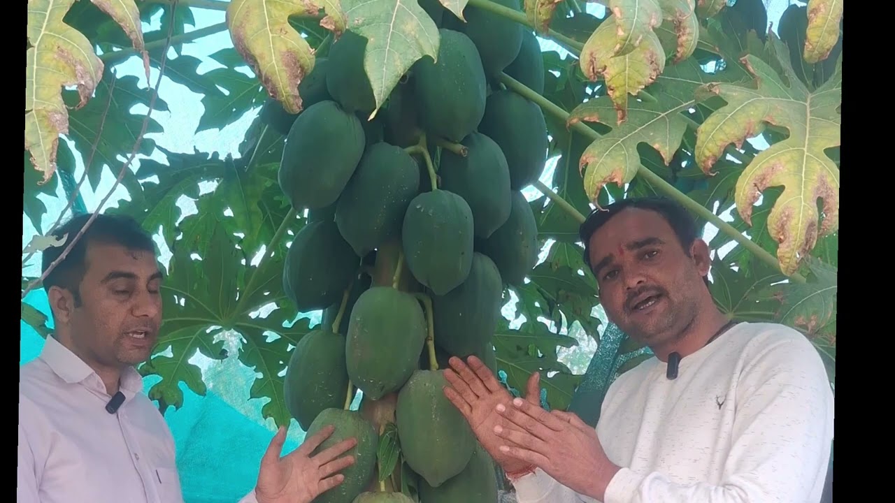 कम समय में तैयार होने वाली बागवानी, लागत कम मुनाफा ज्यादा 