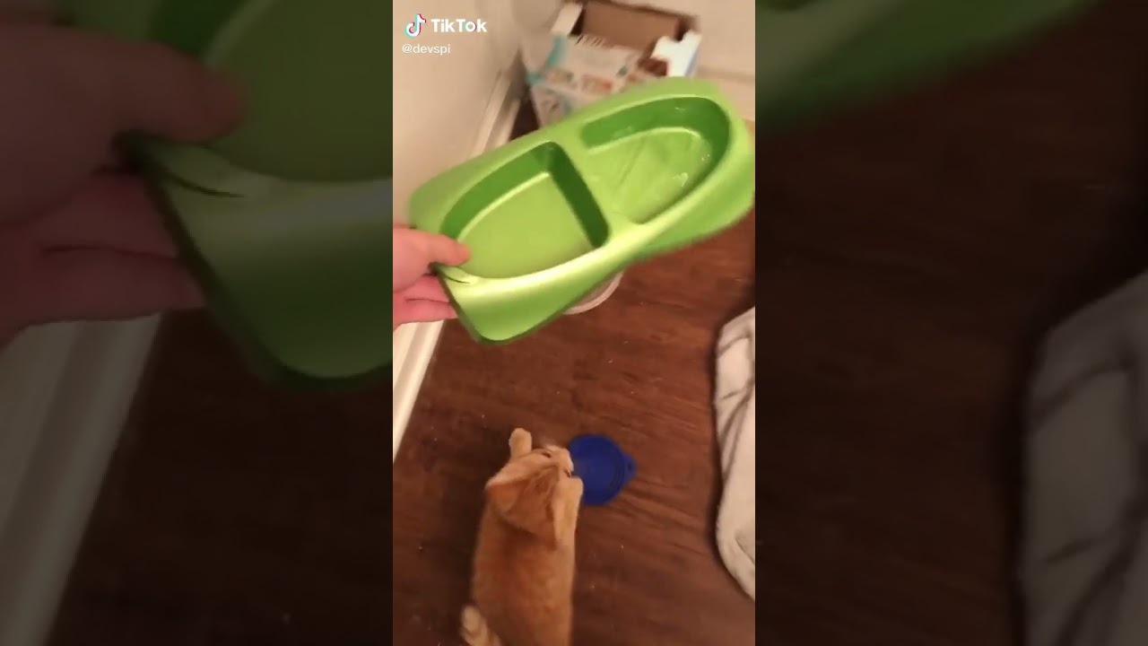 gato ansioso