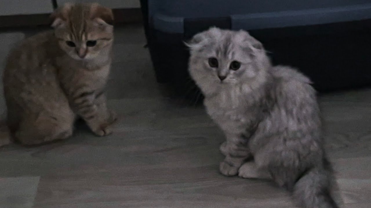 Грейси и Гуфик скучают за Элей и Златой? 😊 