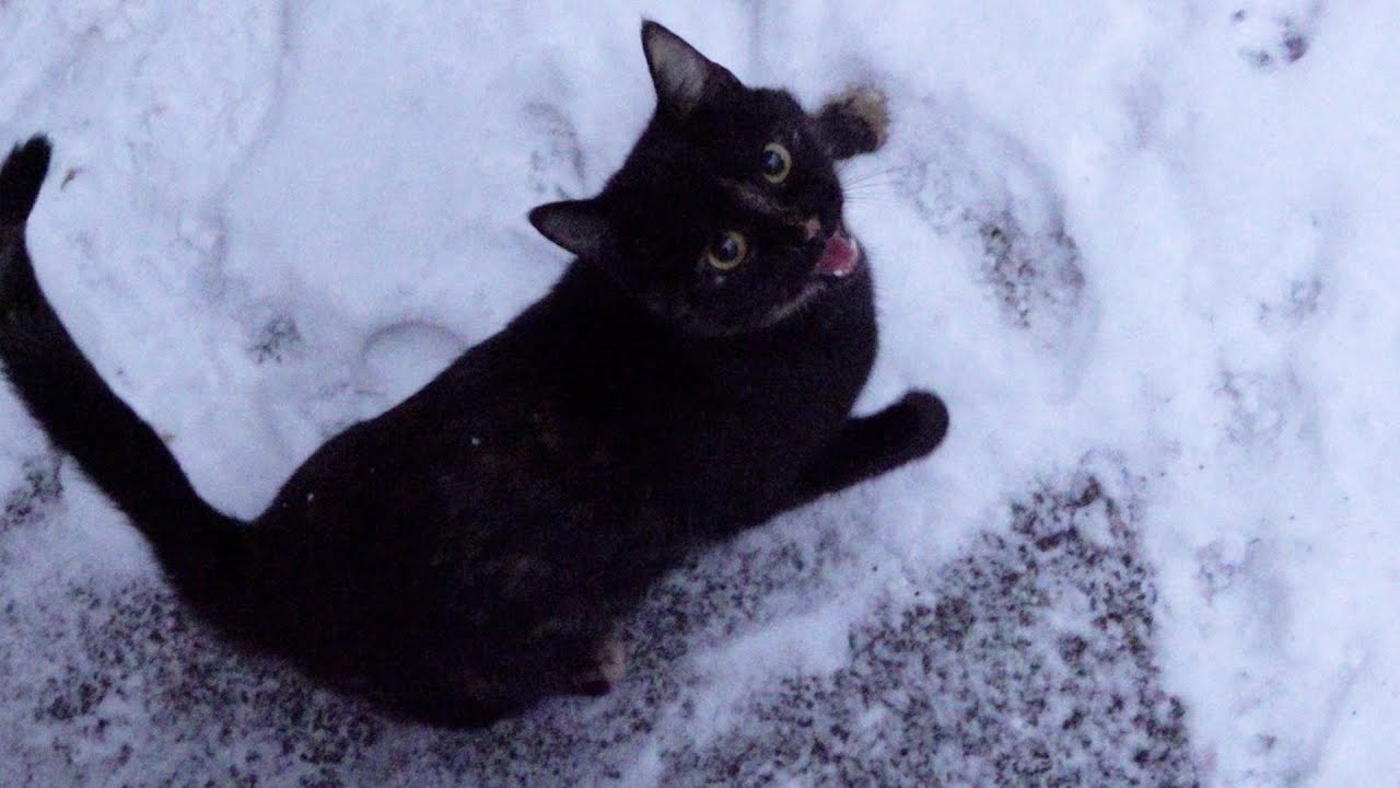 Only tortie cat meows