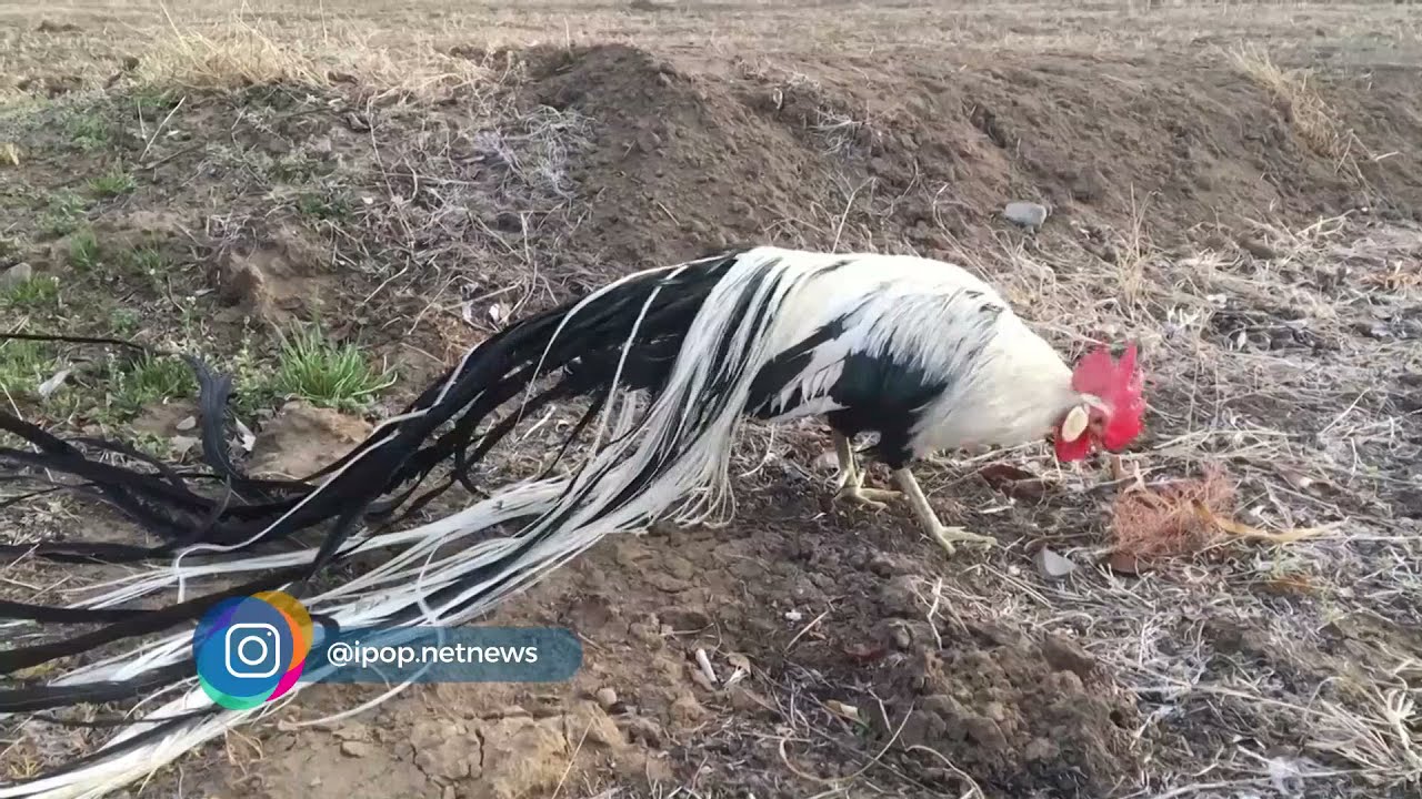 Ayam Onagadori, Ayam Dengan Ekor Panjang - IPOP