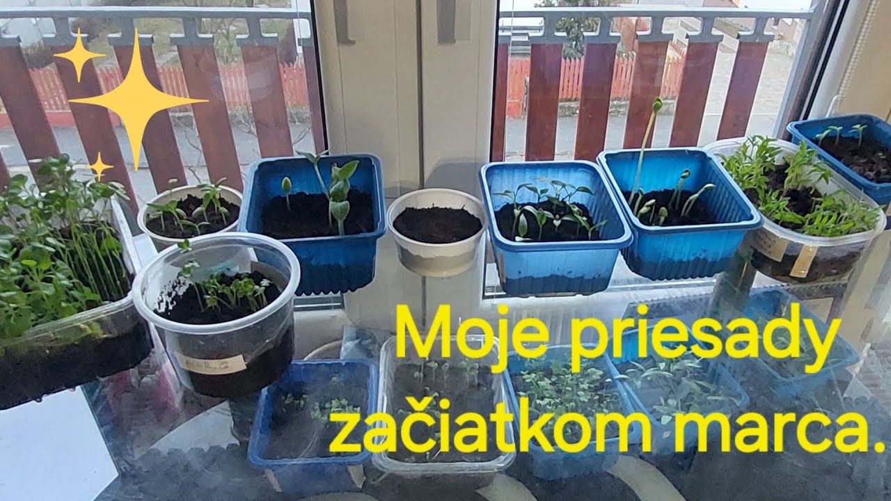 Moje priesady za oknom. 2. marca. 2026.