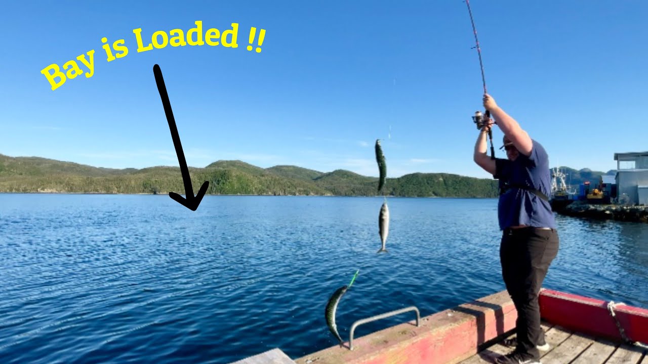 Catching TONS of Atlantic Mackerel From Shore EVERY CAST !! - ( Successful Tips & Tactics ! )