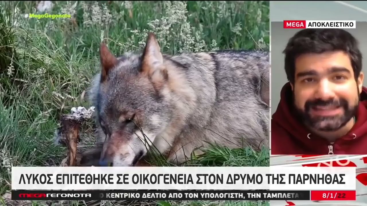 Η Καλλιστώ για την επίθεση λύκου σε σκύλο στον Εθνικό Δρυμό Πάρνηθας (MEGA TV, 8/1/2022)